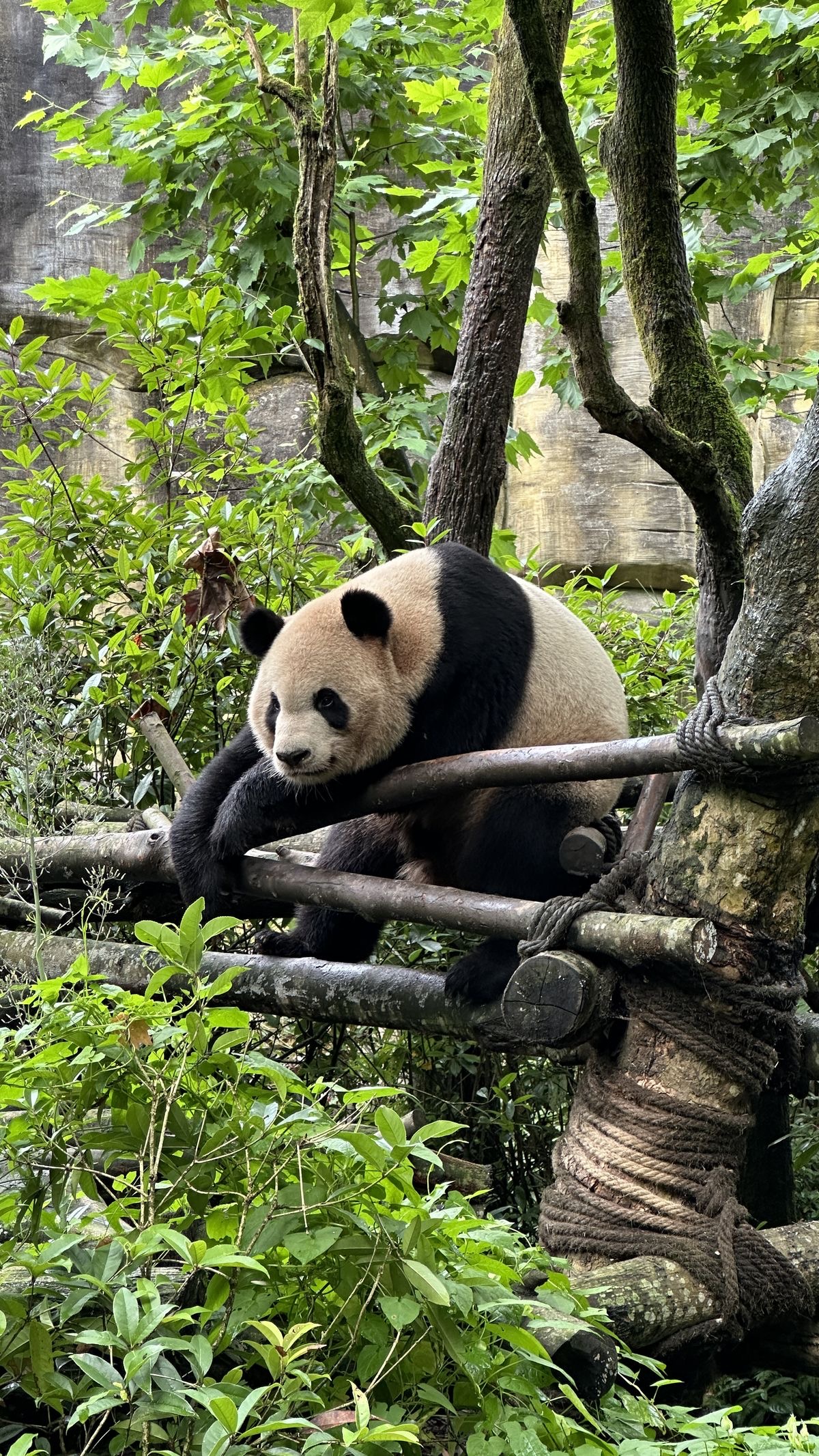 Panda Keeper Program